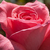 Roza - Vrtnica čajevka - Pariser Charme